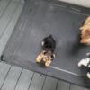 Yorkie puppies for sale