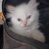 Himalayan-Persian-One colored Blue point Female Rare teenager White flame point boy-Waiting list.
