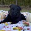 AKC German Shepherd Puppies