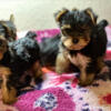 Litter of Yorkie Puppies Ready