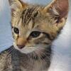 Kitten Savannah mix Maine Coons Illinois 1(309)877-1657