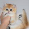 NEW Elite British kitten from Europe with excellent pedigree, female. BOGMA IE 9.13