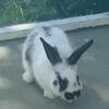 Sweet lionhead mix baby bunnies ready for homes