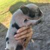 Micro Mini KuneKune Piglets