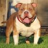 Pocket American Bully Stud