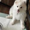 Pomeranian male