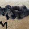 *SOLD* ICCF and AKC puppies born 12/15