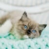 TICA Registered MINK Ragdoll Kittens