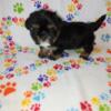 Shorkie puppies boy and girls still available