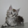 TICA Purebred Extreme Gorgeous Lovable Kitten