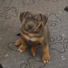 ABKC Registered American XL Bully Puppy