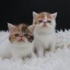 Exotic shorthair kittens CFA for sale Texas