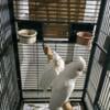 Bonded Pair Of Goffins Cockatoo