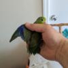 I have for 4 months old GREEN PARROTLET Male