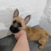 Male Cairn Terrier Puppy "Tank"