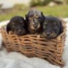 Male Long Haired Dachshund Puppies (Black and Tan and Dapple)