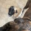 English Mastiff mix puppie for sale Hope Mills NC