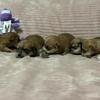 Yorkie Puppies