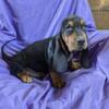 Basset hound puppies.