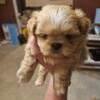 Purebred Male Shih Tzu Puppy