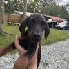 Doberman puppies available 