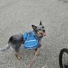 Need to rehome Australian Cattle Dog
