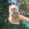 Beautiful  white pomeranian puppies