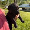 Labrador Retriever AKC REDUCED