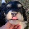 Bernedoodle puppies- sweetest ever!