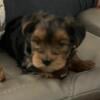 Male Yorkie, 8 weeks old , AKC Registered