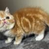 Red/white exotic shorthair female