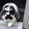 Lop Bunny, Hutch and Supplies