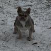 Adult Female Frenchie/Lilac n tan