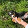 Bernese puppy mountain dog
