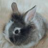 PARIS LOPS LIONHEAD BUNNIES