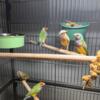 Gouldians all colors