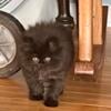 PERSIAN KITTEN - SOLID BLACK male