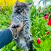 Purebred Maine Coon Kittens