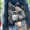 Purebred Cane Corso Puppies available six weeks