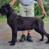 black female Cane Corso pup from an AKC CH!