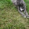 Blue Pitbull puppies