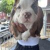 Elmer Fudd Male brindle American bully pup