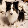 AKC Shetland Sheepdog