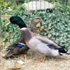 Male and Female Pair of Rouen ducks