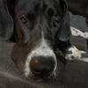 Male Great Dane AKC registered stud - mantle