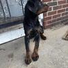 3 female Rottweiler puppies