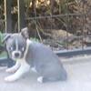 BEAUTIFUL BOSTON TERRIER FEMALE