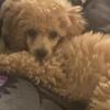 CKC Apricot female mini poodle