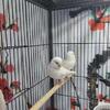 Canaries, this year's birds & some Parents.