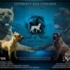 God Of War Cane Corso - Your new best friend - puppies